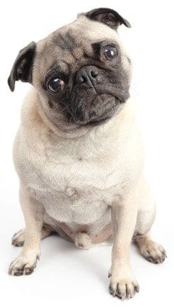 pug niche profitable min Pug example to demonstrate how to make a Pinterest board