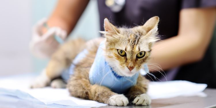 Veterinary Assistant min veterinarian holding a cat